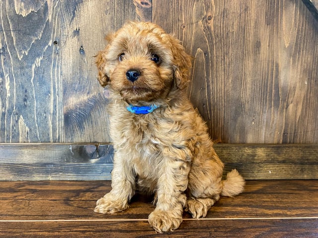 A picture of a Peter, one of our Petite Goldendoodles puppies that went to their home in Kansas