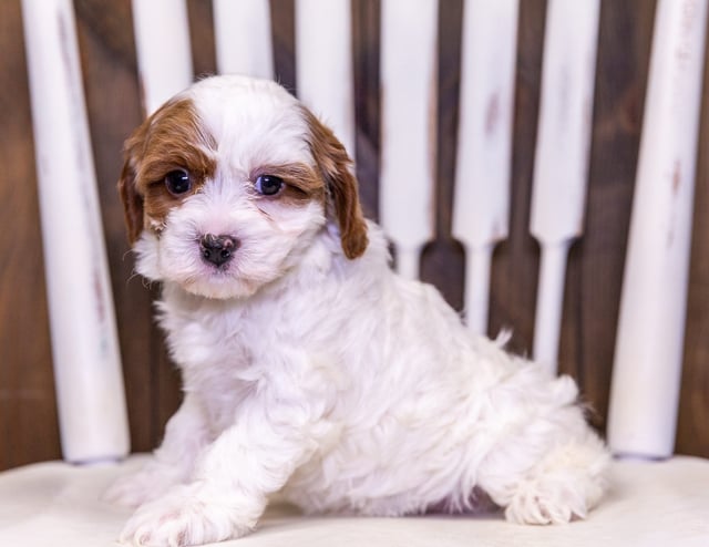 Ulla is an F1 Cavapoo that should have  and is currently living in Kansas