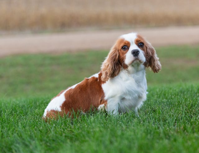 A picture of one of our King Charles Cavalier mother's, Lucy.