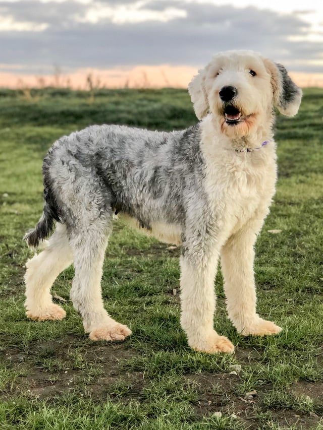 A picture of one of our Old English Sheepdog mother's, Kami.