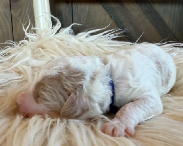 A picture of a Shadow, a gorgeous Mini Goldendoodles for sale