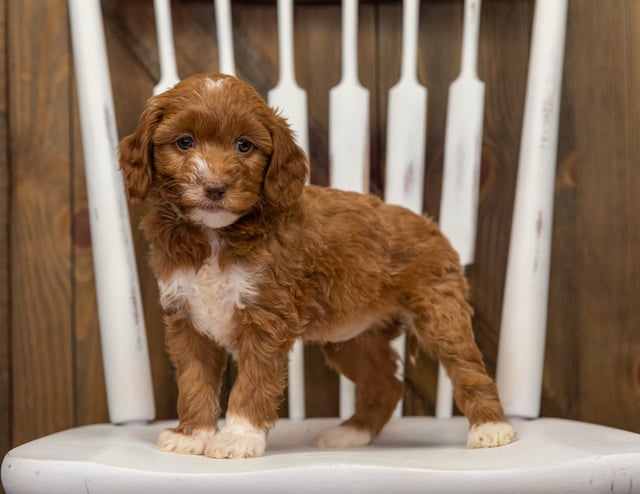 Elfa is an F1BB Goldendoodle that should have  and is currently living in North Carolina 