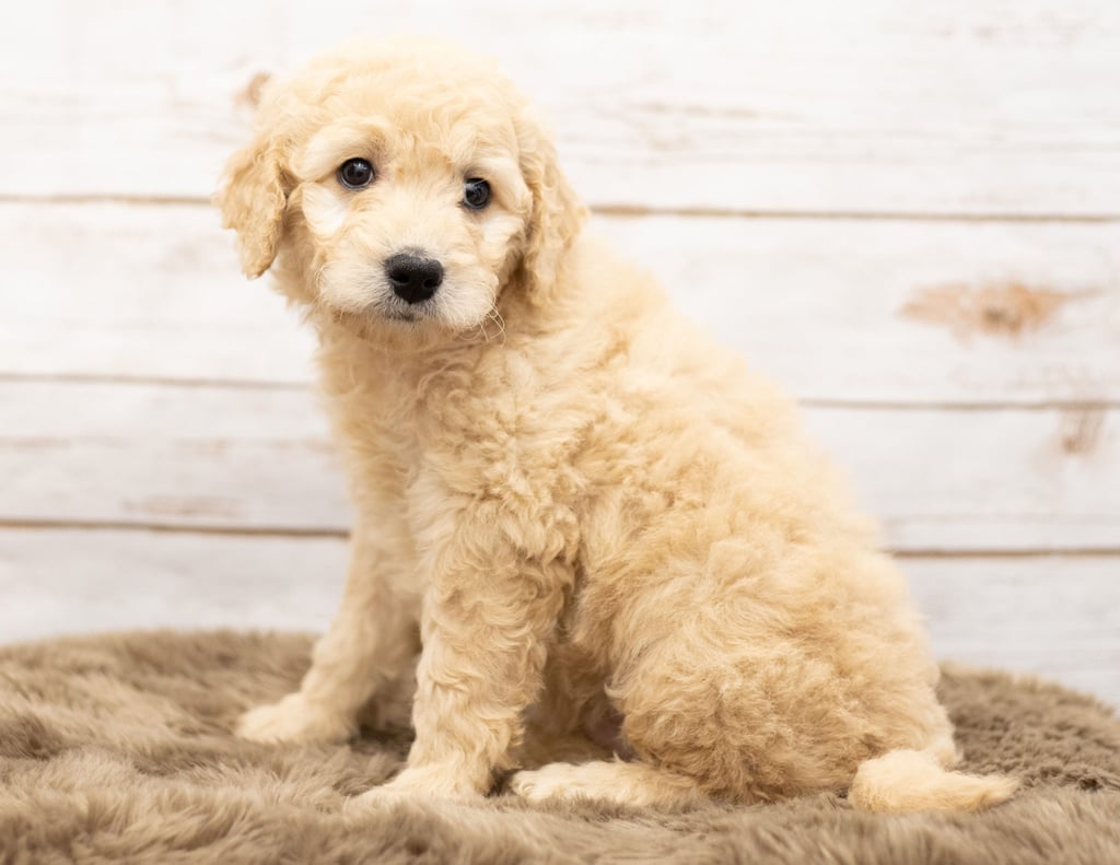 Ola came from Sassy and Houston's litter of Multigen Goldendoodles