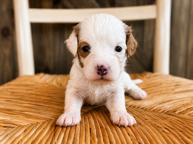 A picture of a Felicity, a gorgeous Petite Cavapoos for sale