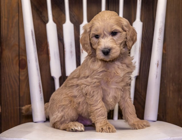 A picture of a Tom, one of our Standard Goldendoodles puppies that went to their home in South Dakota