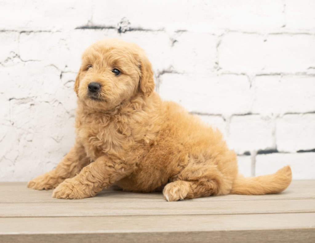 Yankor is an F1 Goldendoodle that should have  and is currently living in Maryland