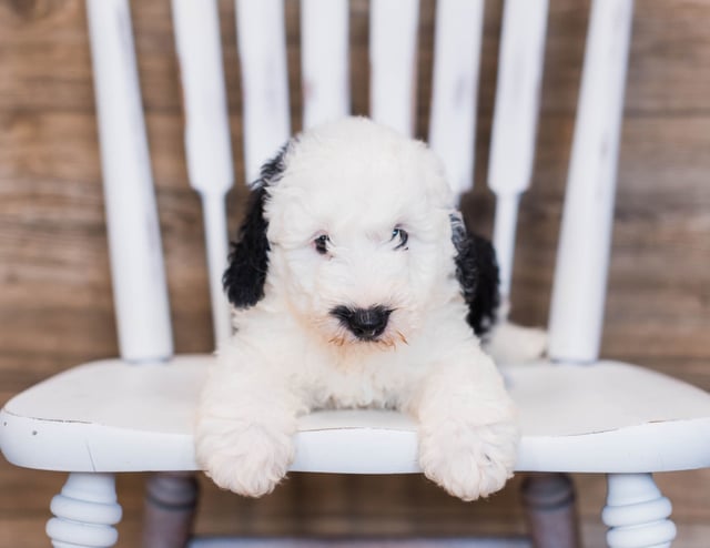 Blaze is an F1 Sheepadoodle that should have  and is currently living in Flordia