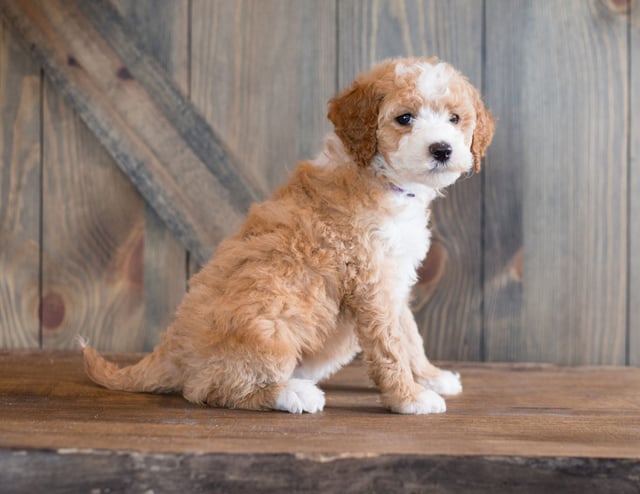 Bali came from Bali and Scout's litter of F1B Goldendoodles