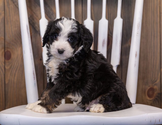 Ike came from Willow and Stanley's litter of F1 Bernedoodles