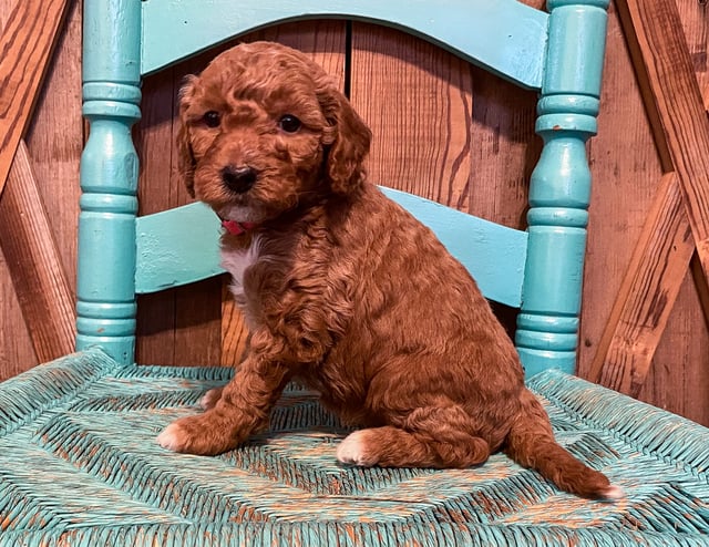 Margo came from Tatum and Toby's litter of F1BB Goldendoodles