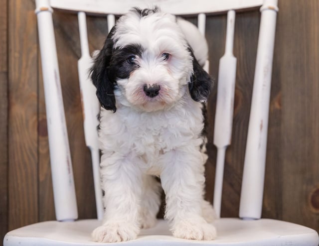 Pepper came from Kami and Indy's litter of F1 Sheepadoodles