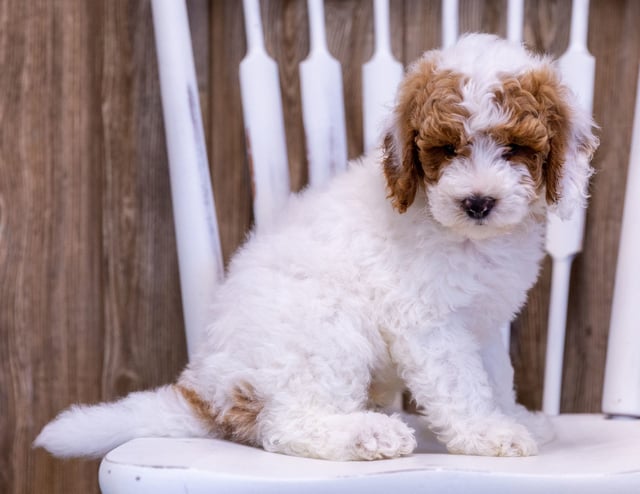 A picture of a Gambit, one of our Mini Poodles puppies that went to their home in New York