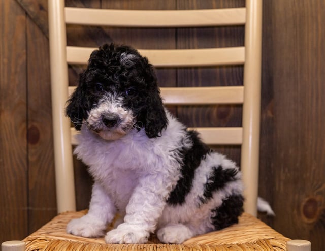 Victor is an F1B Sheepadoodle that should have  and is currently living in Wisconsin