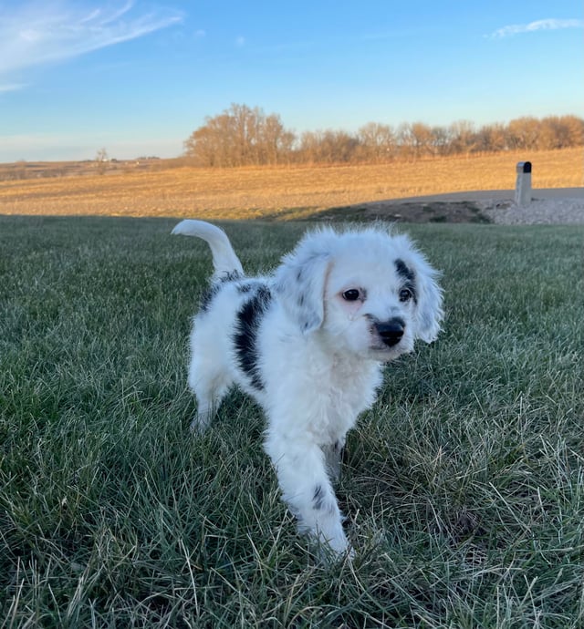 Heath is an F1BB Bernedoodle that should have  and is currently living in Minnesota