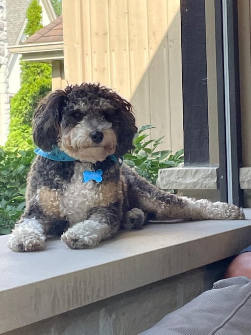 f1b Mini Bernedoodle Dog chilling in the window