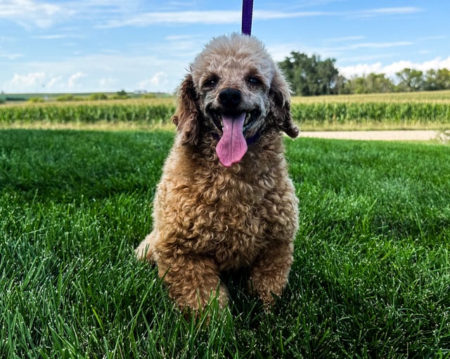 Faith came from Zella and Scout's litter of F1B Goldendoodles