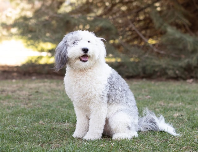 Harlee is an  Sheepadoodle and a mother here at Poodles 2 Doodles, Sheepadoodle and Bernedoodle breeder from Iowa