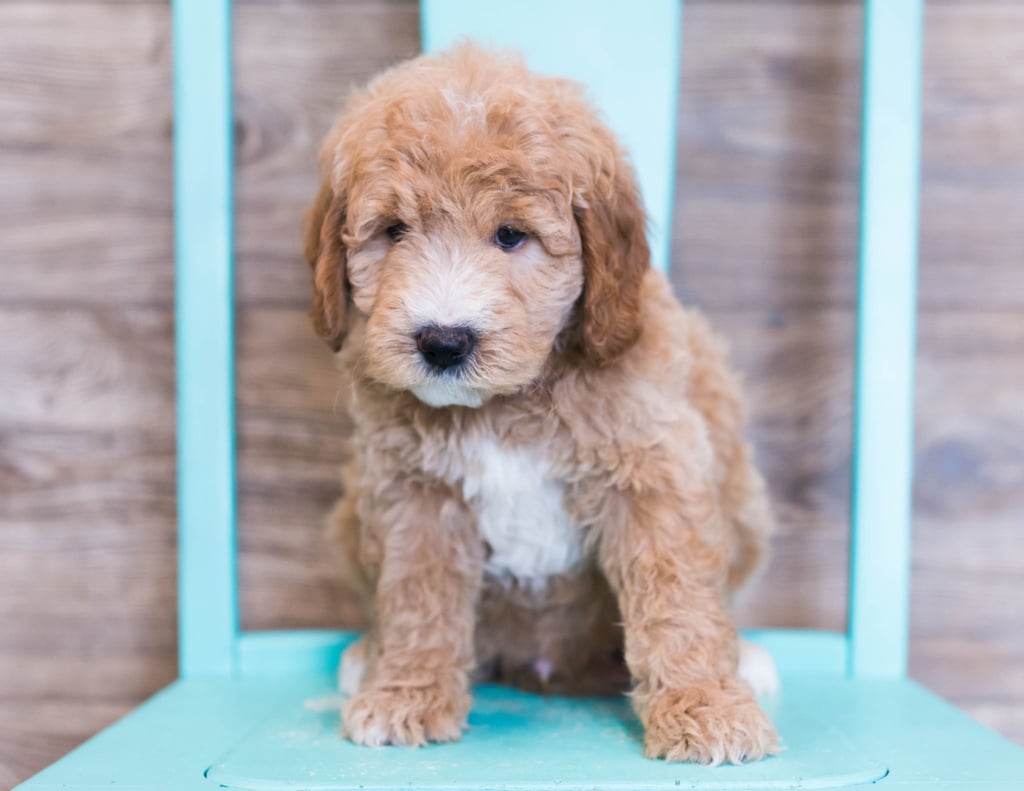 Another pic of our recent Goldendoodle litter