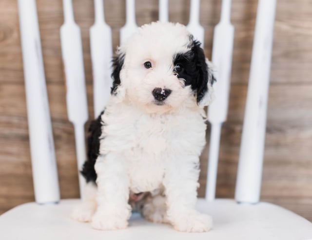 Bibi is an F1 Sheepadoodle that should have  and is currently living in Connecticut 