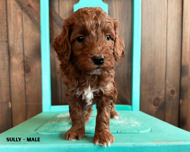 This litter of Goldendoodles are of the F1B generation.