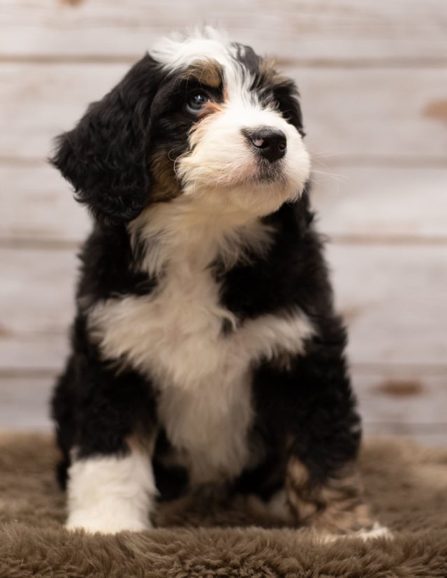 Ivy is an F1 Bernedoodle for sale in Iowa.