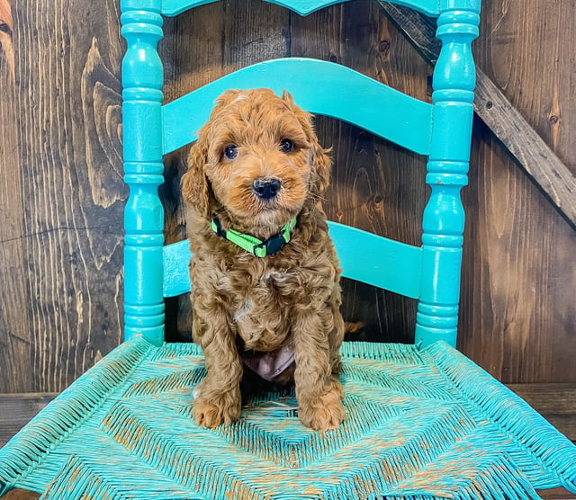 This litter of Goldendoodles are of the F2B generation.