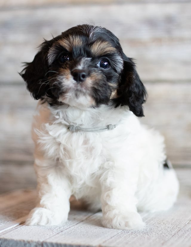 A picture of a Jax, a gorgeous  Cavapoos for sale