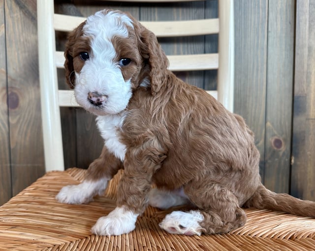 Floyd is an F1B Goldendoodle for sale in Iowa.