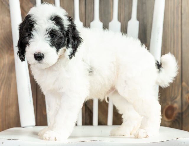 Linus is an F1B Sheepadoodle that should have  and is currently living in California