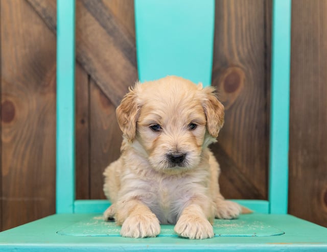 A litter of Standard Goldendoodles raised in Iowa by Poodles 2 Doodles