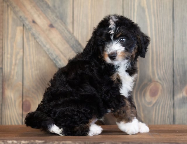 Charlie is an F1 Bernedoodle that should have  and is currently living in Minnesota