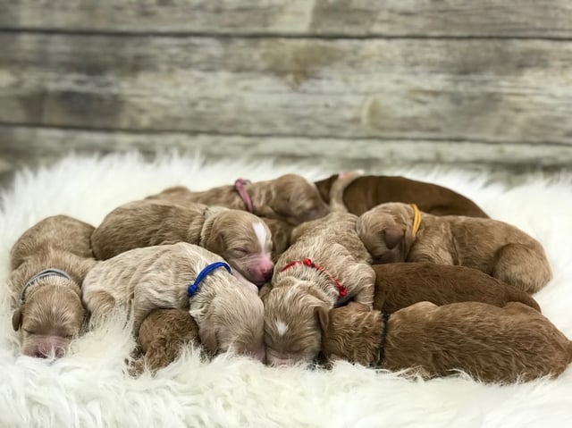 Another pic of our recent Goldendoodle litter