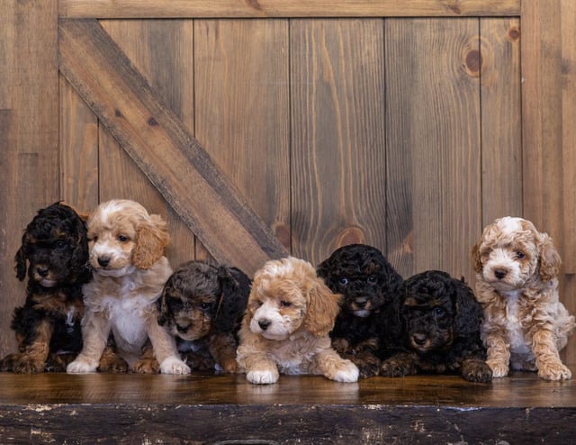 A litter of Petite Bernedoodles raised in Iowa by Poodles 2 Doodles