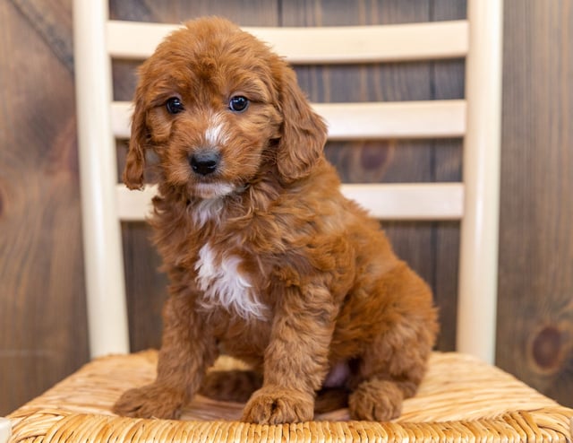 Kathy is an F1 Goldendoodle that should have  and is currently living in Kansas