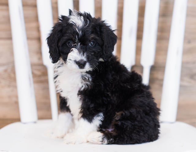 A picture of a Wally, one of our Mini Bernedoodles puppies that went to their home in Canada