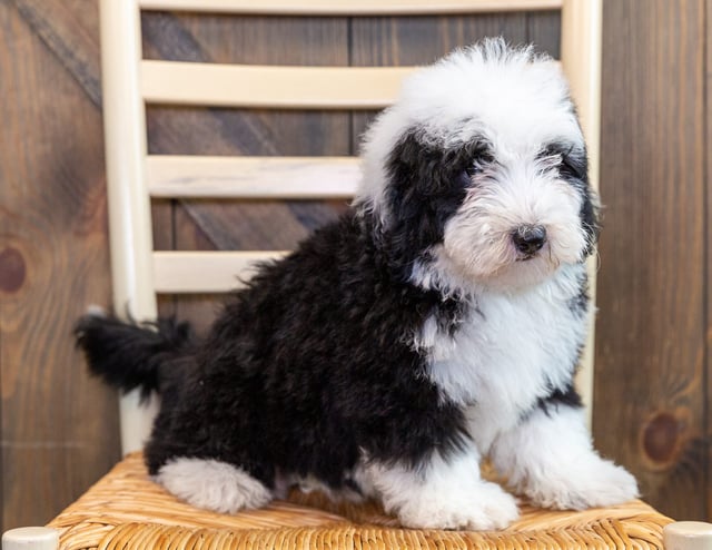 A picture of a Niko, one of our Mini Sheepadoodles puppies that went to their home in Iowa