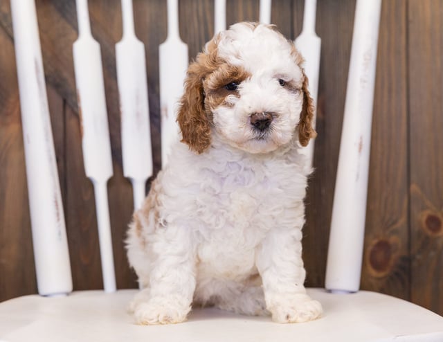 Venus came from Leia and Milo's litter of F1B Goldendoodles