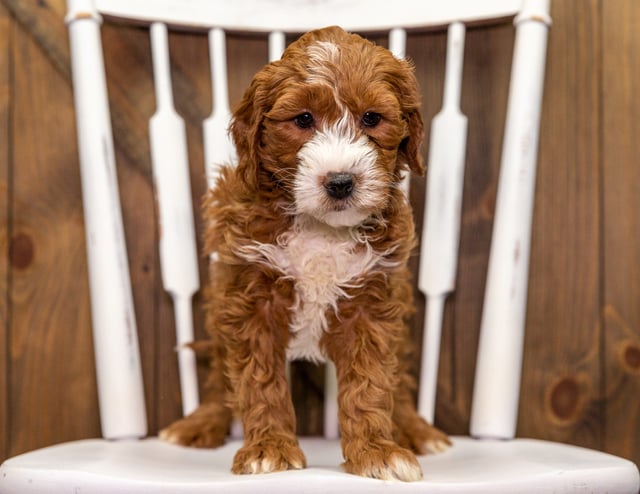 Yoda came from Aspen and Milo's litter of F1 Goldendoodles