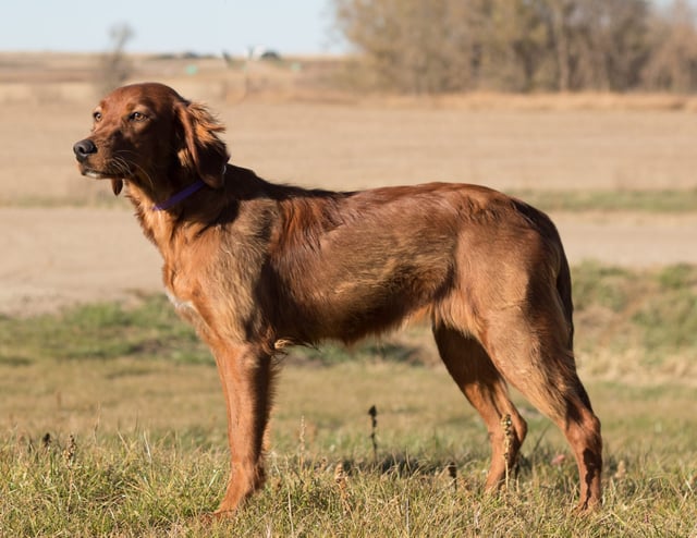 Hazel is an  Irish Setter and a mother here at Poodles 2 Doodles - Best Sheepadoodle and Goldendoodle Breeder in Iowa