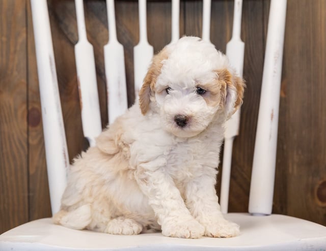A picture of a Hutch, one of our Mini Sheepadoodles puppies that went to their home in Florida