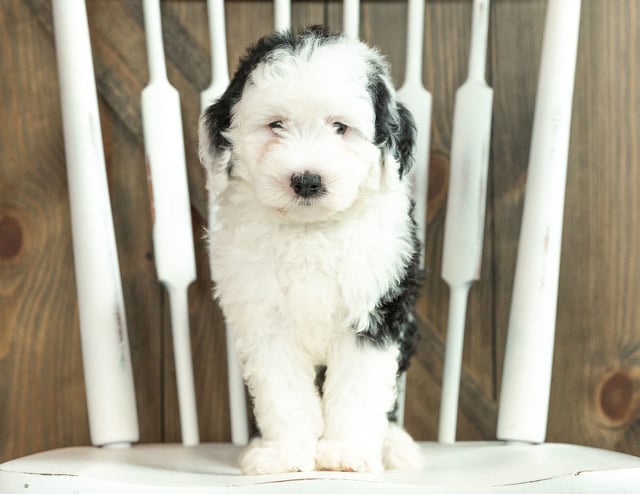 Jane is an F1 Sheepadoodle that should have  and is currently living in South Dakota