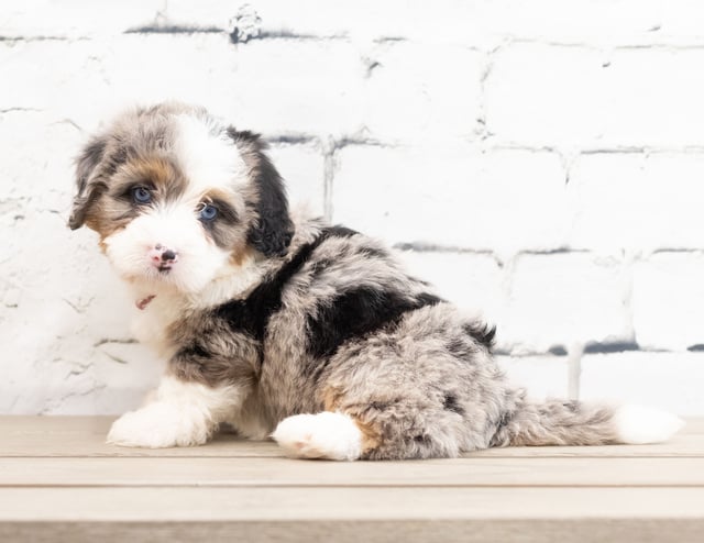 Zara is an F1 Bernedoodle for sale in Iowa.