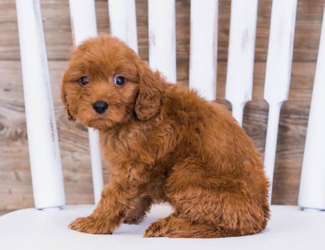 Ringo came from Jazzy and Rugar's litter of F1 Goldendoodles