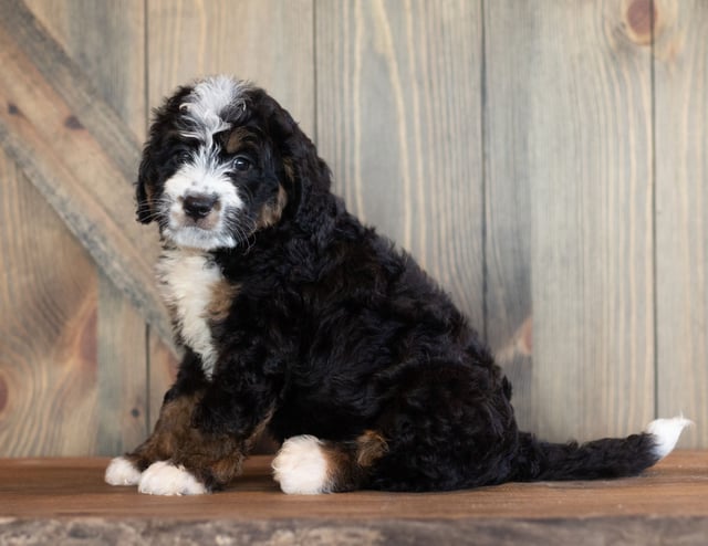 Cody is an F1 Bernedoodle that should have  and is currently living in Nebraska