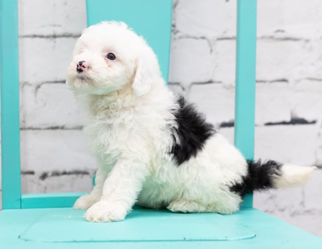 A picture of a Sadie, one of our Mini Sheepadoodles puppies that went to their home in New York