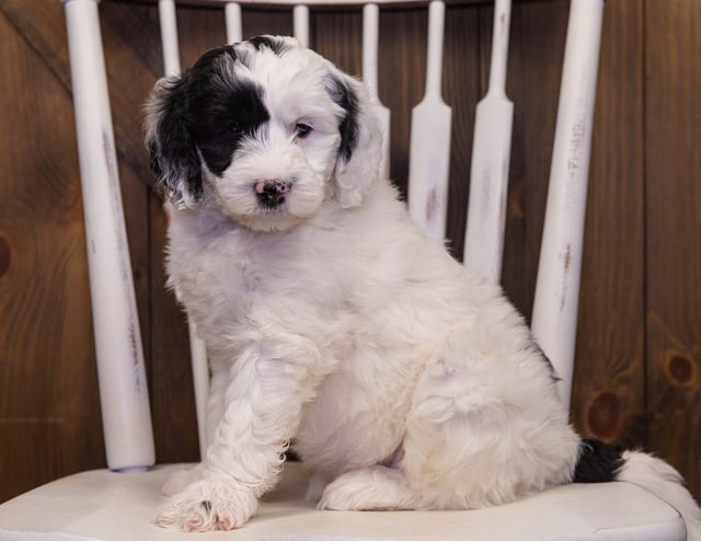 Irwin is an F1B Sheepadoodle that should have  and is currently living in Illinois
