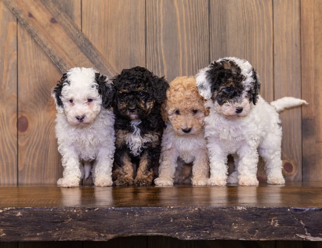A litter of Mini Poodles raised in Iowa by Poodles 2 Doodles