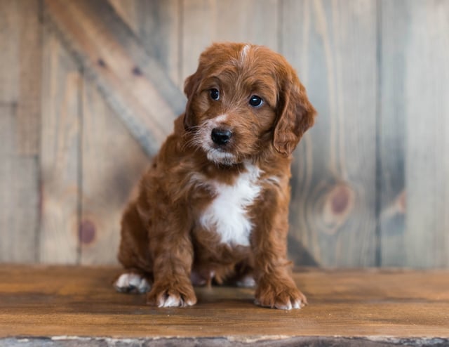 A picture of a Fuzz, one of our  Irish Doodles puppies that went to their home in Kentucky