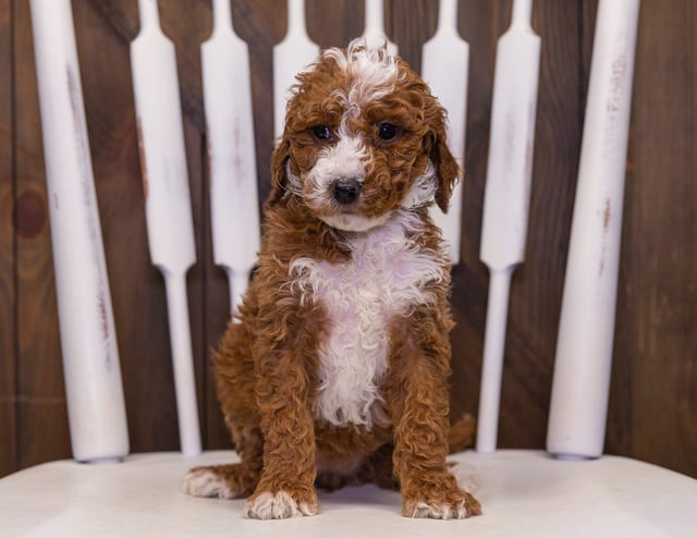 Ohana came from LuLu and Teddy's litter of F2B Goldendoodles