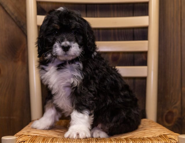 Yani came from Percy and Bentley's litter of F1 Bernedoodles
